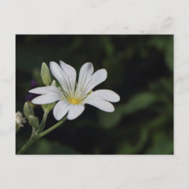 Cartão Postal Cartão-postal de flor branca