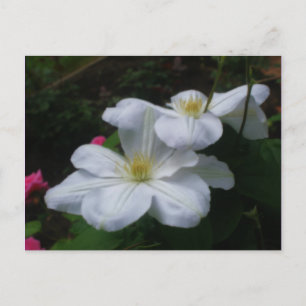 Cartão Postal Cartão-postal de Flor Branco Clematis