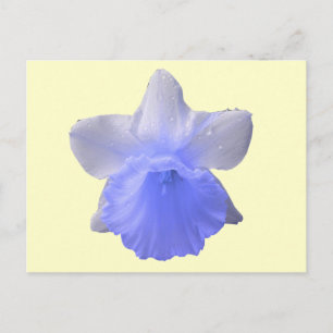 Cartão Postal Cartão-postal de Flor Daffodil Azul