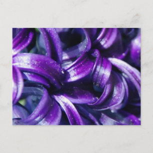 Cartão Postal Cartão-postal de Flor de Hyacinte Roxo