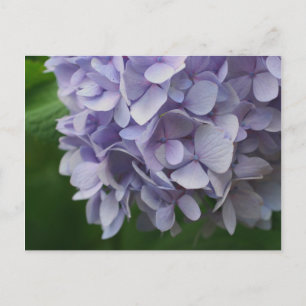Cartão Postal Cartão-postal de Flor de Hydrangea Azul Doce