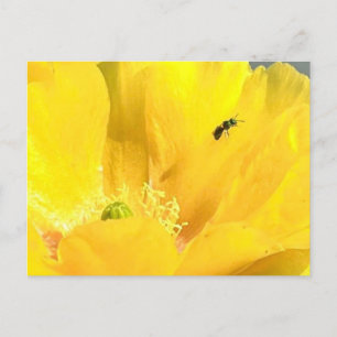 Cartão Postal Cartão-postal de flor de pera rápida