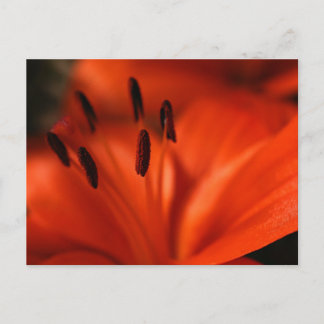 Cartão Postal Cartão-postal de Flor Laranja