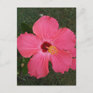 Cartão Postal Cartão-postal de Flor Rosa