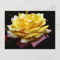 Cartão-postal de flor rosa amarela