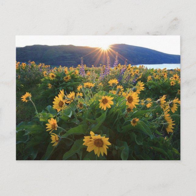 Cartão Postal Cartão-postal de flor selvagem (Frente)