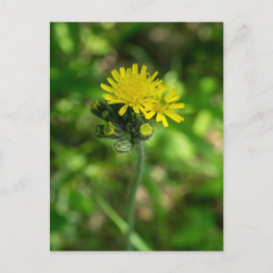 Cartão Postal Cartão-postal de flor selvagem amarelo Hawkweed