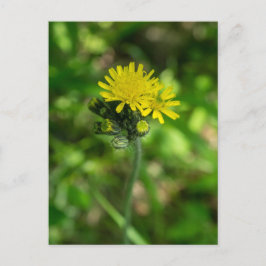 Cartão Postal Cartão-postal de flor selvagem amarelo Hawkweed