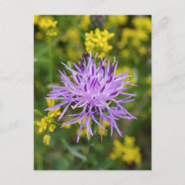 Cartão Postal Cartão-postal de flor selvagem roxo raptado
