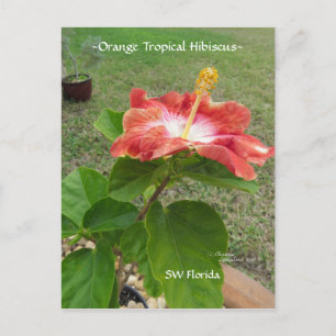 Cartão Postal Cartão-postal de flor Tropical de Hibiscus Laranja