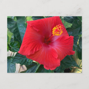 Cartão Postal Cartão-postal de Flor Vermelho