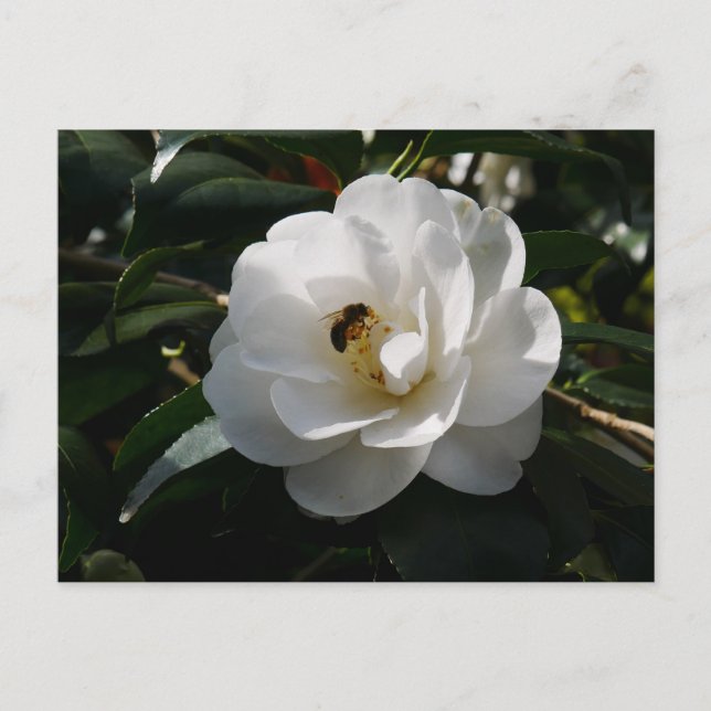 Cartão Postal Cartão-postal de Flor White Camellia (Frente)