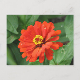 Cartão Postal Cartão-postal de Flor Zinnia Laranja