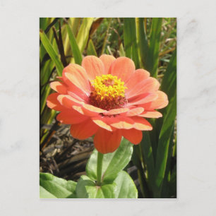 Cartão Postal Cartão-postal de Flor Zinnia Laranja