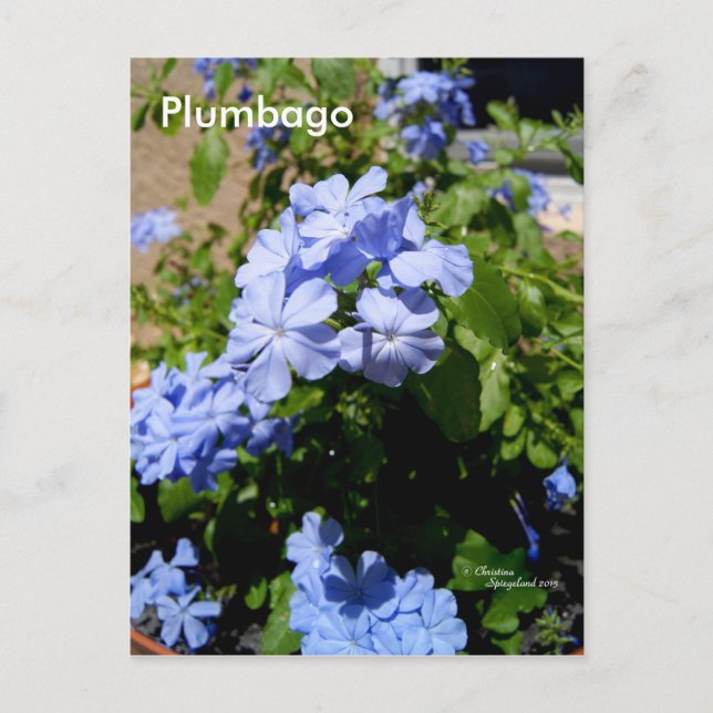 Cartão Postal Cartão-postal de Flores Azul Plumbago (Frente)