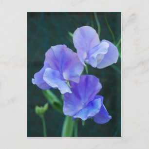 Cartão Postal Cartão-postal de Flores de Ervilha Azul
