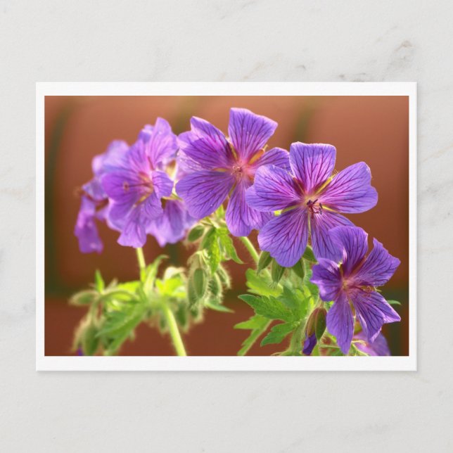Cartão Postal Cartão-postal de flores de gerânio (Frente)