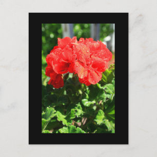 Cartão Postal Cartão-postal de flores de gerânio vermelho