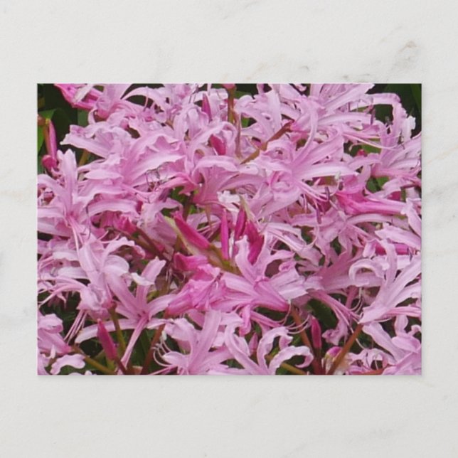 Cartão Postal Cartão-postal de Flores Nerinas Rosa (Frente)