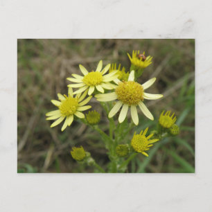 Cartão Postal Cartão-postal de flores silvestres amarelas bonit