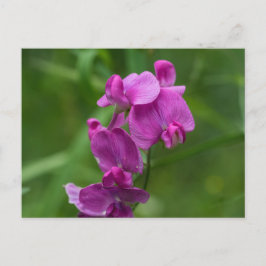 Cartão Postal Cartão-postal de flores silvestres Bonito cor-de-r