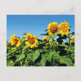 Cartão Postal Cartão-postal de flores sundiárias ucranianas