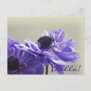 Cartão Postal Cartão-postal de Foto Anemone Roxo