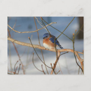 Cartão Postal Cartão-postal de foto animal da Winter Bluebird N