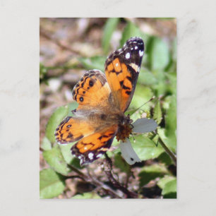 Cartão Postal Cartão-postal de foto com borboleta laranja