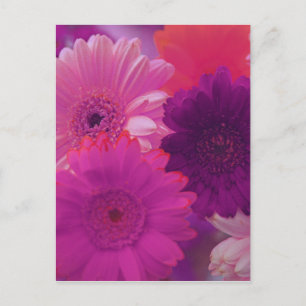 Cartão Postal Cartão-postal de Foto da Flor de Gerbera Daisy, r