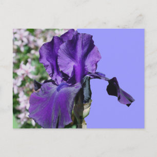 Cartão Postal Cartão-postal de Foto da Flor Íris Roxo