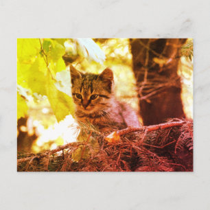 Cartão Postal Cartão-postal de foto de Kitten