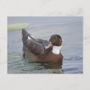 Cartão Postal Cartão-postal de foto do Duck Mallard