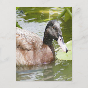Cartão Postal Cartão-postal de foto do Duck Mallard