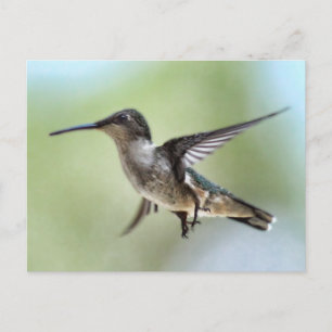 Cartão Postal Cartão-postal de Foto Hummingbird