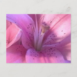 Cartão Postal Cartão-postal de Foto Lily Macro Rosa