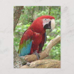 Cartão Postal Cartão-postal de Foto Macaw Scarlet