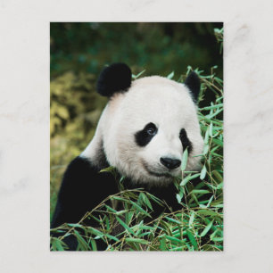 Cartão Postal Cartão-postal de Foto Panda Cute