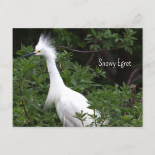 Cartão Postal Cartão-postal de Foto Snowy Egret