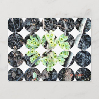 Cartão Postal Cartão-postal de fotografia circular