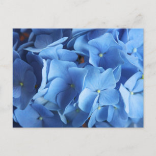 Cartão Postal Cartão-postal de fotografia com flores de Hydrange