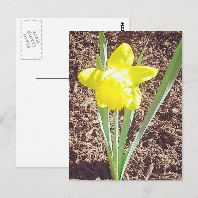 Cartão Postal Cartão-postal de fotografia Daffodil primavera (Frente/Verso)