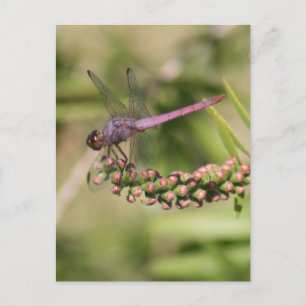 Cartão Postal Cartão-postal de fotografia Dragonfly