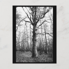 Cartão Postal Cartão-postal de fotografia em árvore