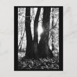 Cartão Postal Cartão-postal de fotografia em árvore