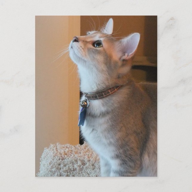 Cartão Postal Cartão-postal de fotografia Kitten do Vazio Jasper (Frente)