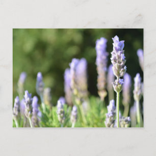 Cartão Postal Cartão-postal de fotografia lavanda