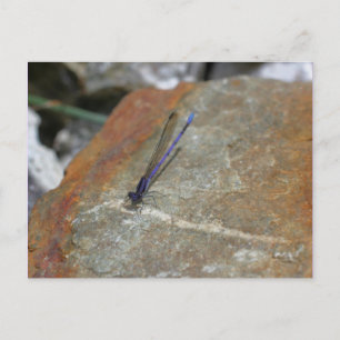 Cartão Postal Cartão-postal de fotografia natural com Damselfly