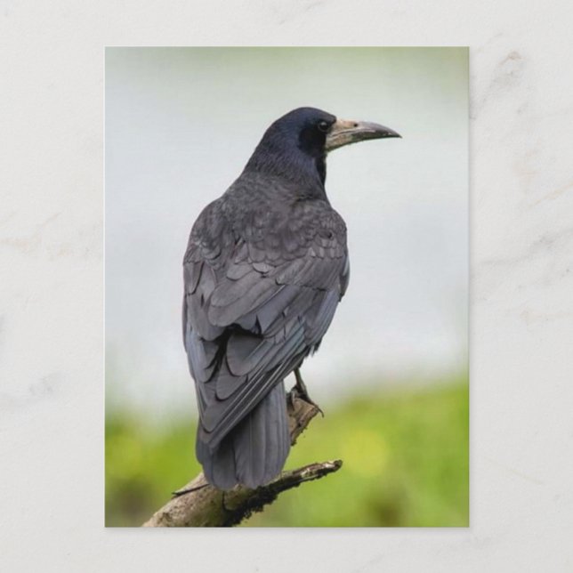 Cartão Postal Cartão-postal de fotografia Vintage (Frente)