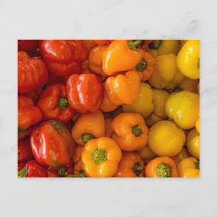 Cartão Postal Cartão-postal de fotos com pimentões de bélula